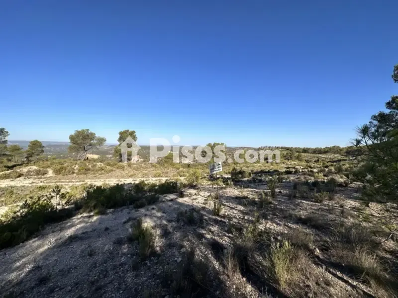 Historic Finca with Vineyards in Requena
