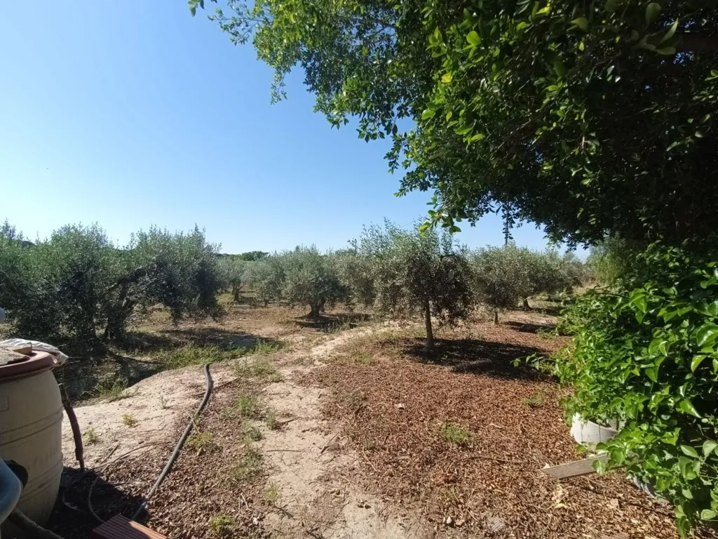 Giardino - Chalet with Seafront Potential in La Marina, Elche