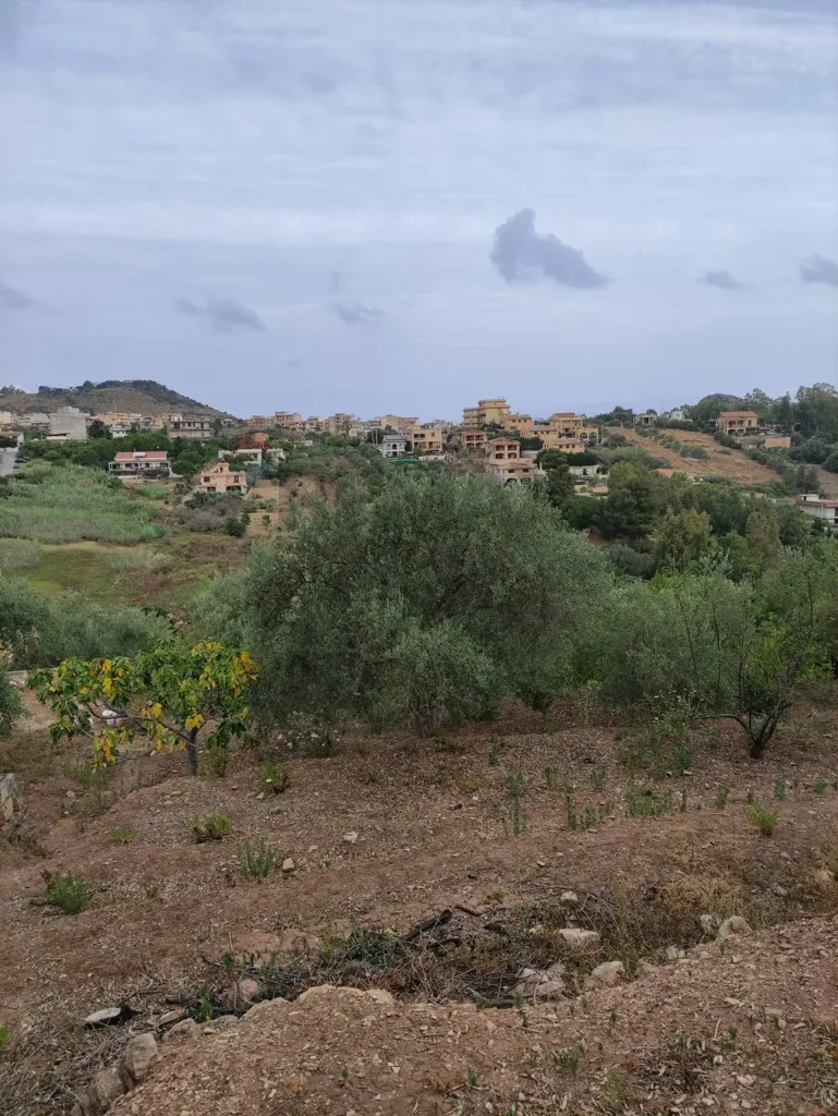 Aed - Agricultural Land with Olive Trees in Bagheria
