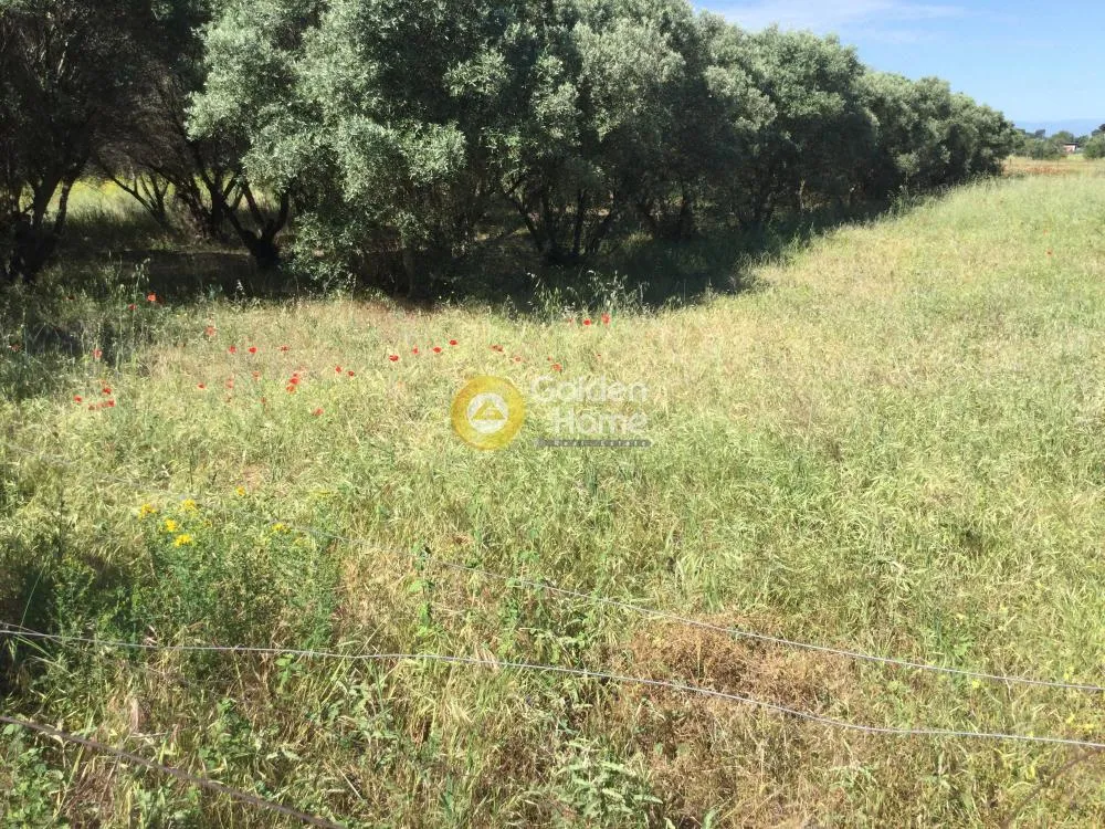 Aed - Plot for Villa with Olive Trees in Thermi Centre