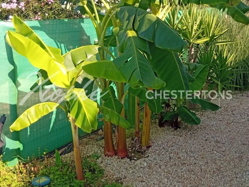 Garden - Villa with Pool near Tavira