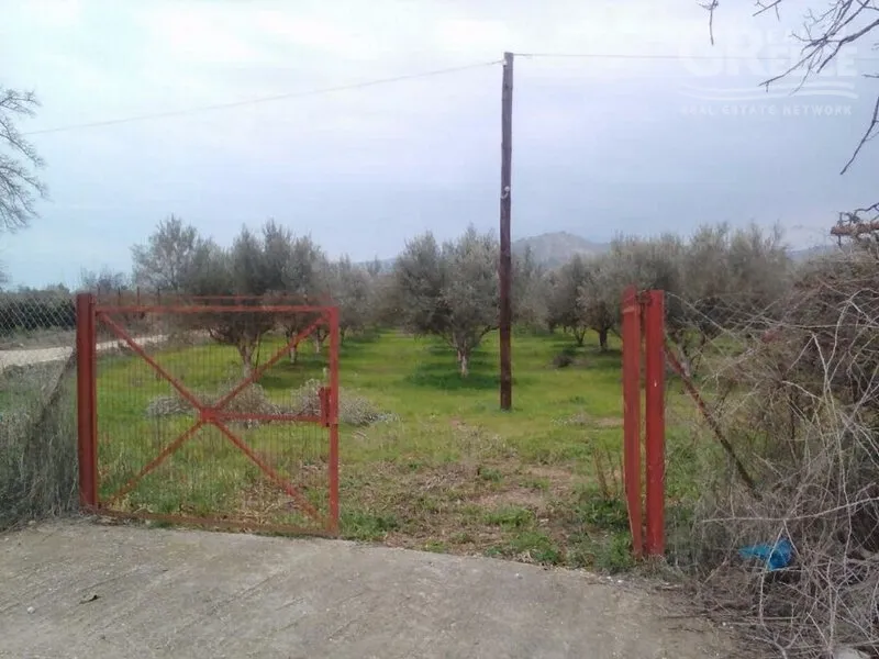 Aed - 4-Acre Olive Grove in Skaftidaki, Argos