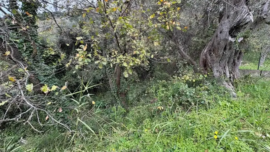 Aed - Independent House with Garden in Messina