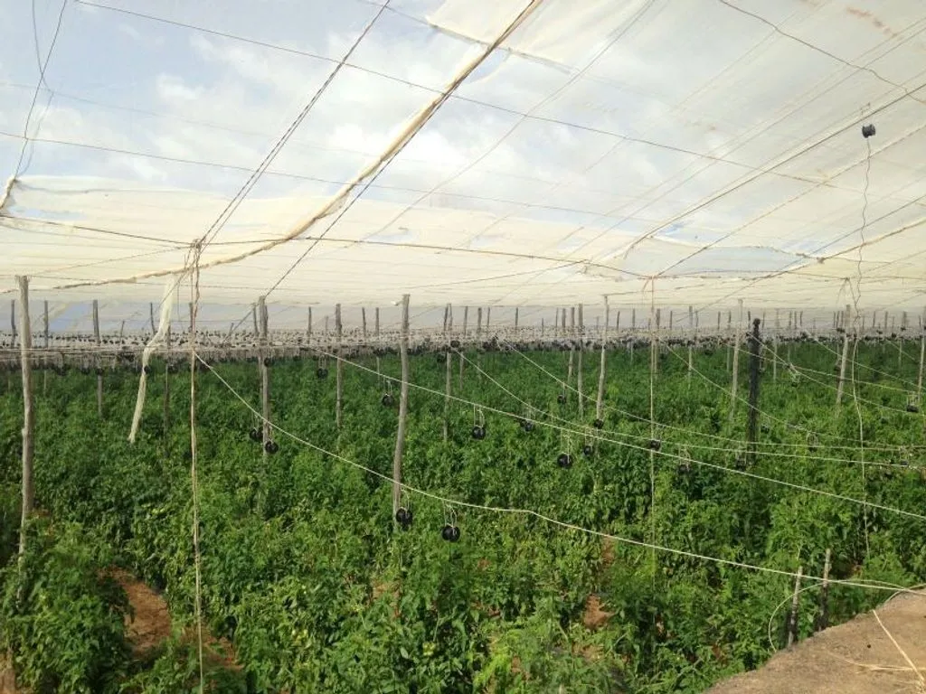 Garden - Land with Greenhouse in Guía de Isora