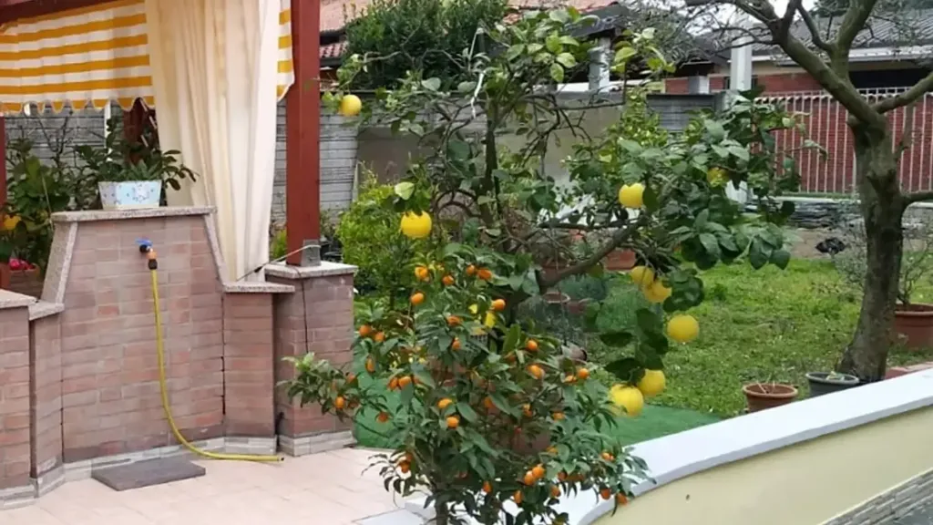garden