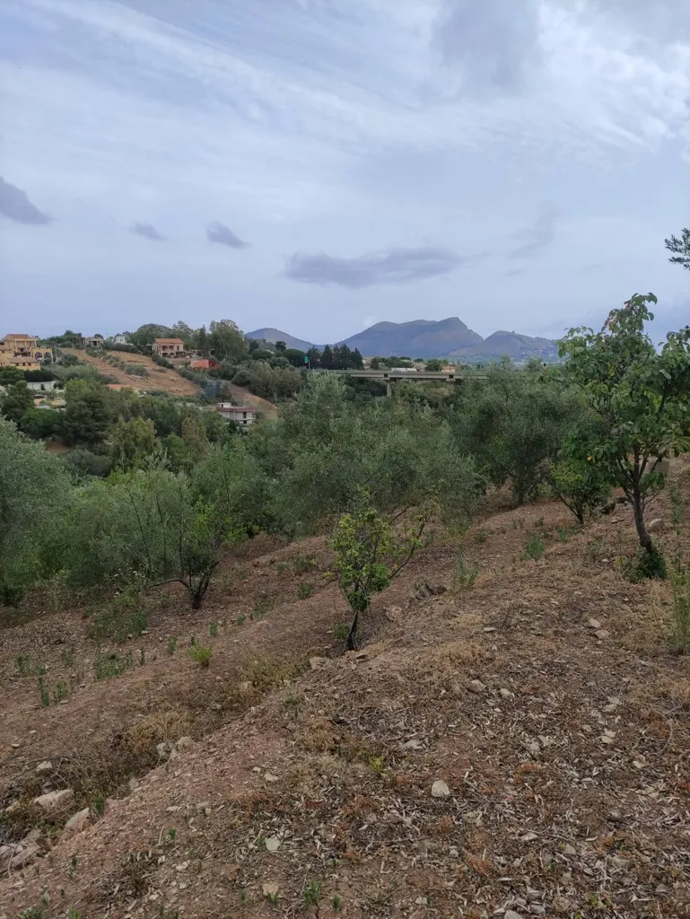 Aed - Agricultural Land with Olive Trees in Bagheria