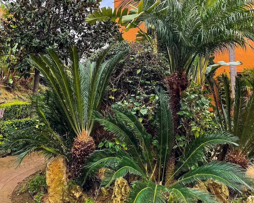 garden
