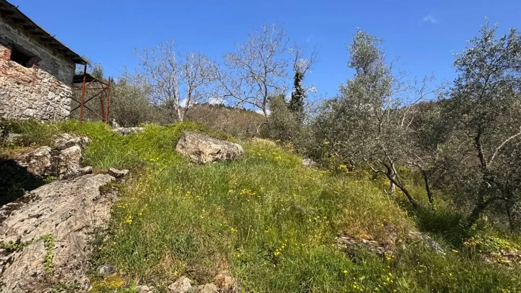 Jardin - Rustic Property with Olive Grove in Lucca