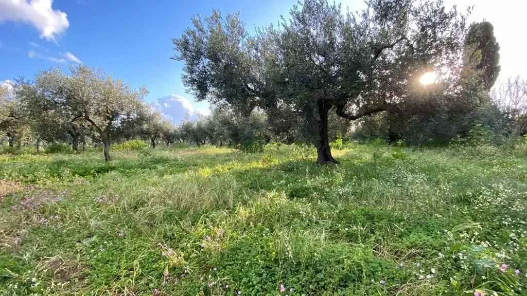 Aed - Olive Grove with Nocellara del Belice, Castelvetrano