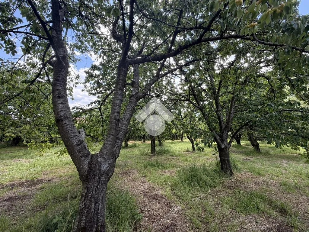 Jardin - Agricultural Land with Cherry Trees in Cervinara
