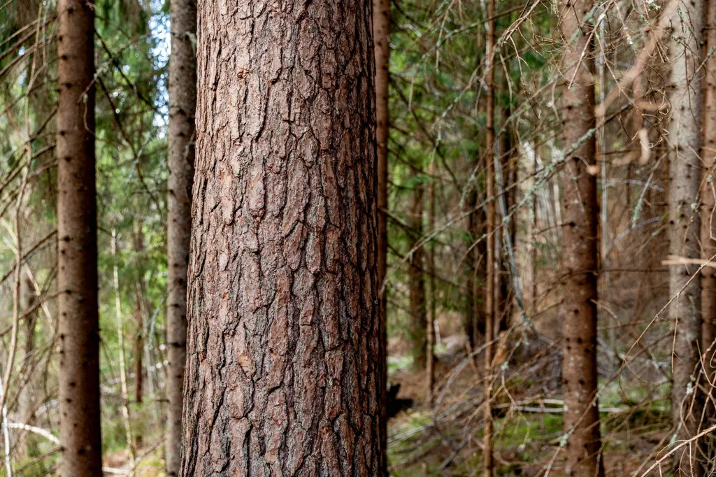 Unbuilt Land with Forest in Sundsvall