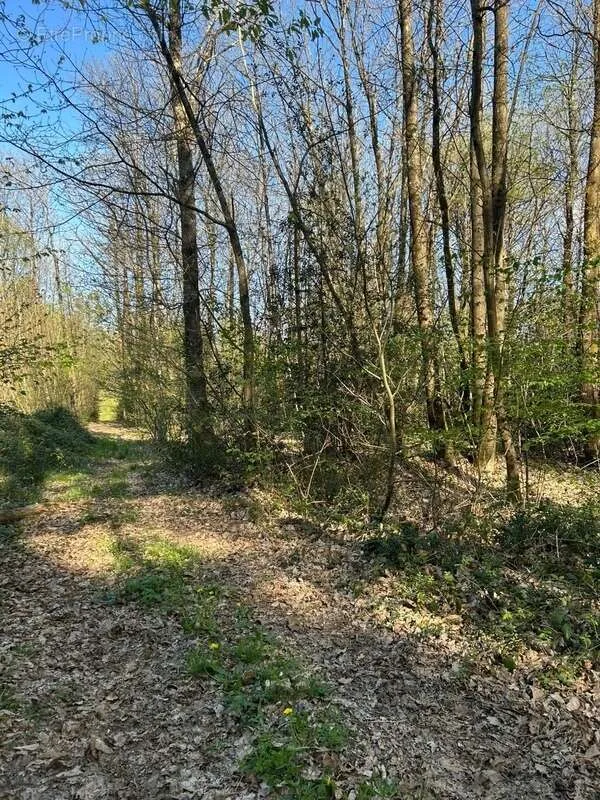 Jardin - Bois Taillis à Vendre à Le Vieil-Baugé