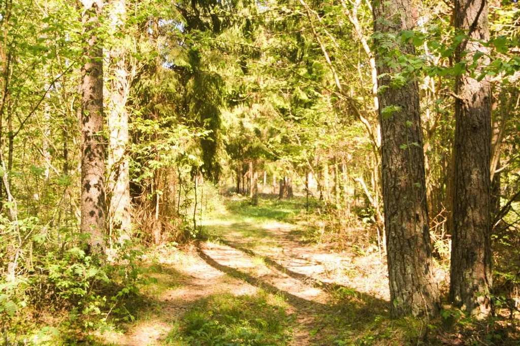 Plot with Potential for Cottage in Meiuste