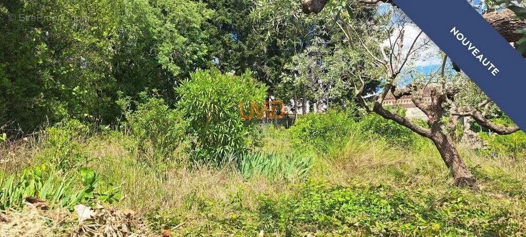 Jardin - Terrain Constructible Arboré à Congénies