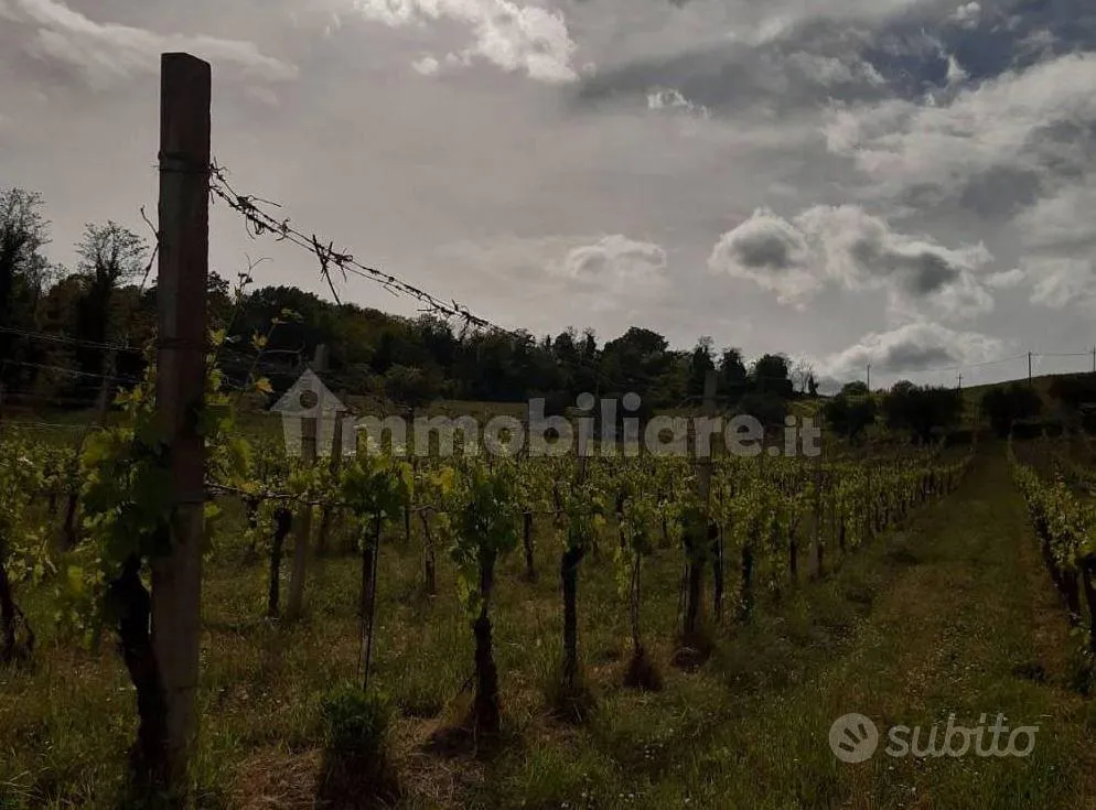 Jardin - Vineyard Farm with Olive Trees near Castrocaro