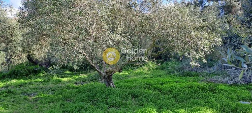 Jardin - Buildable Plot with Sea View in Elia