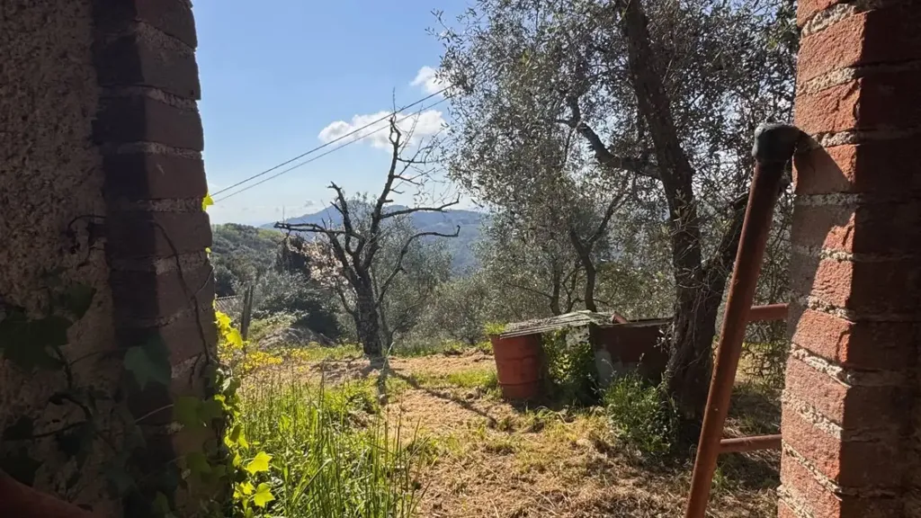 Pièces - Rustic Property with Olive Grove in Lucca
