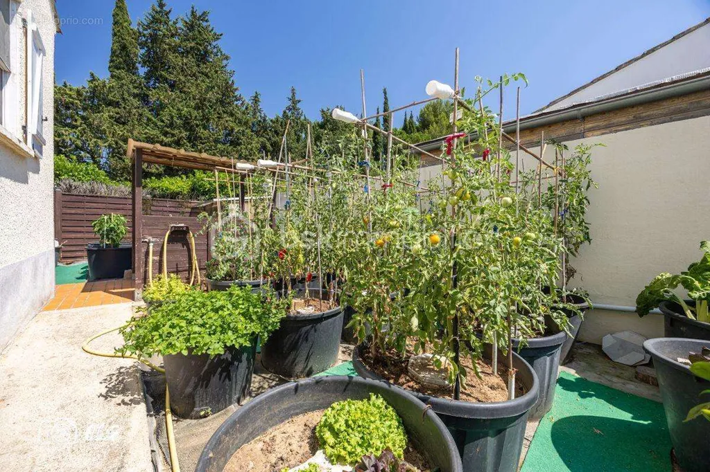 Jardin - Villa avec Studio Indépendant à Lansargues