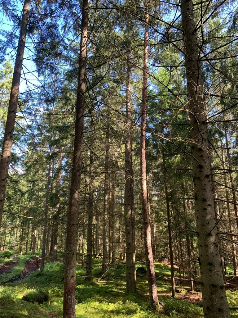 Forest Land with Timber in Fröstebo-Gråbo