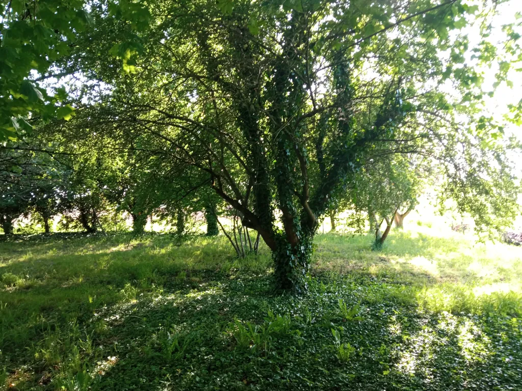 Jardin - Maison à Rénover avec Jardin à Couthures-sur-Garonne