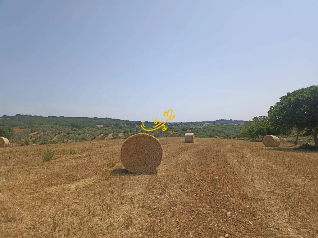 Jardin - Trullo for Renovation in Martina Franca