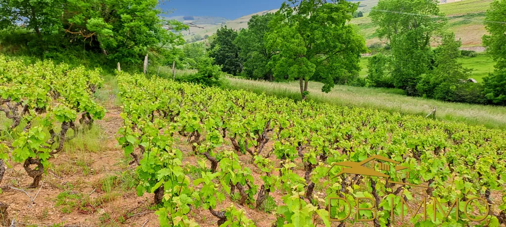 Jardin - Vignes AOC Juliénas dans le Beaujolais