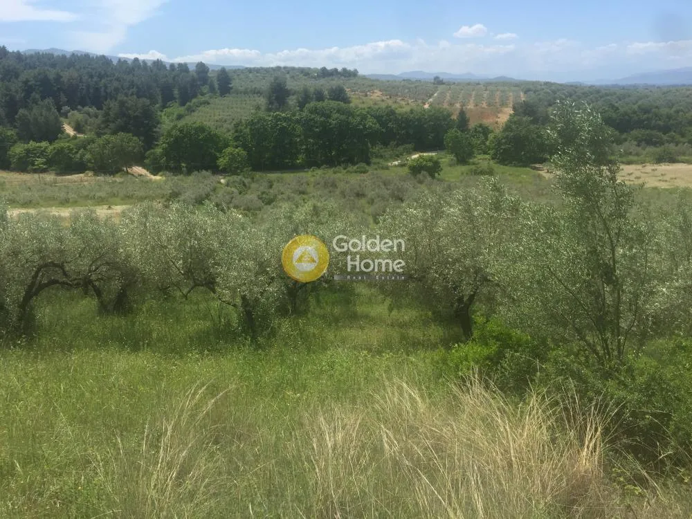 Aed - Agricultural Plot with Olive Trees in Avgoria