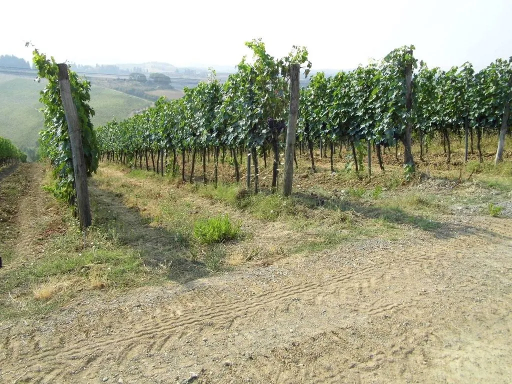 Garden - Vineyard Estate with Olive Grove in Suvereto