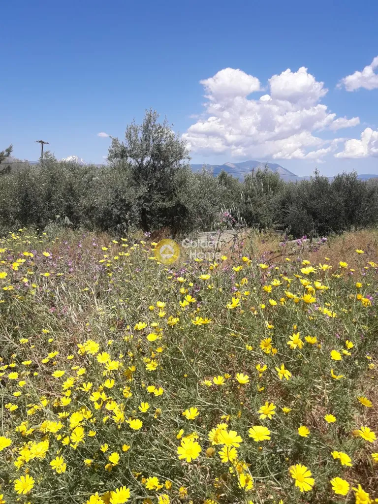 Aed - Seafront Plot with Potential in Dilessi