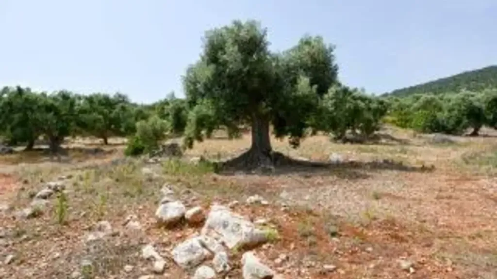 Traditional Trullo with Olive Grove in Ostuni