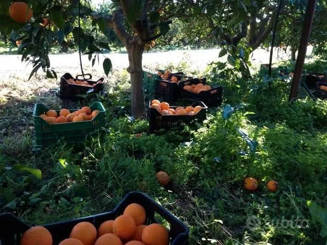 Jardin - Irrigation Orchard in Sortino