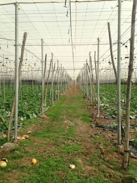 Garden - Land with Greenhouse in Guía de Isora