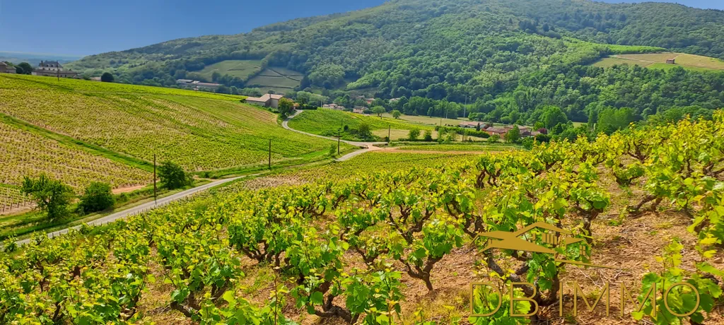 Vignes AOC Juliénas dans le Beaujolais