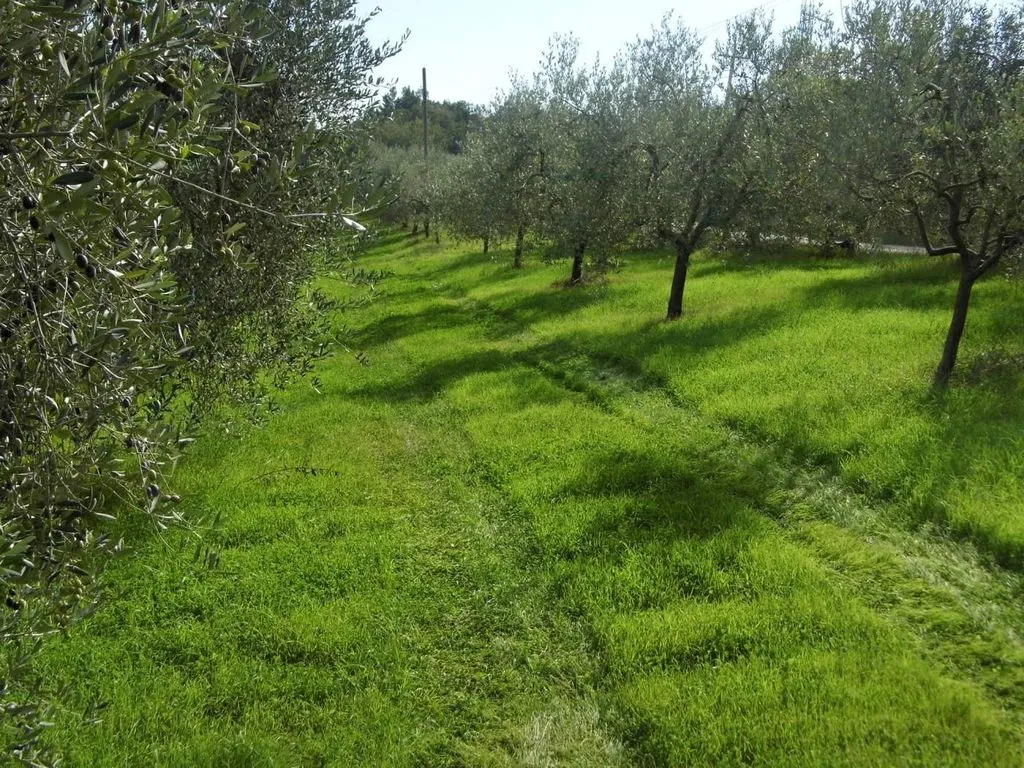 Garden - Vineyard Estate with Olive Grove in Suvereto