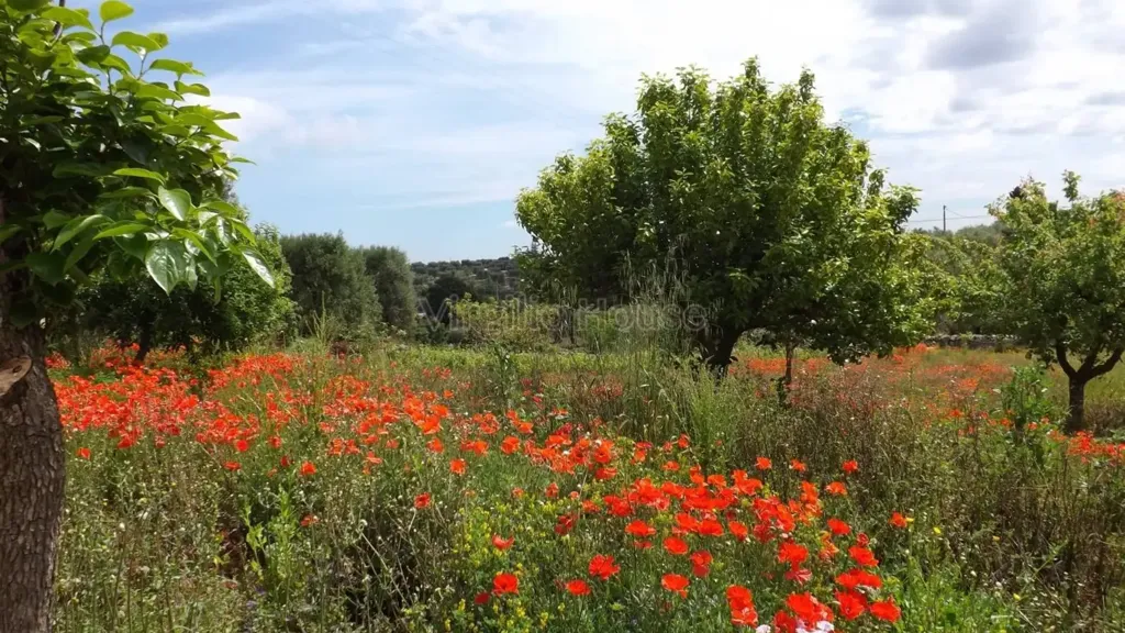 Garden - Typical Trulli House in Ostuni