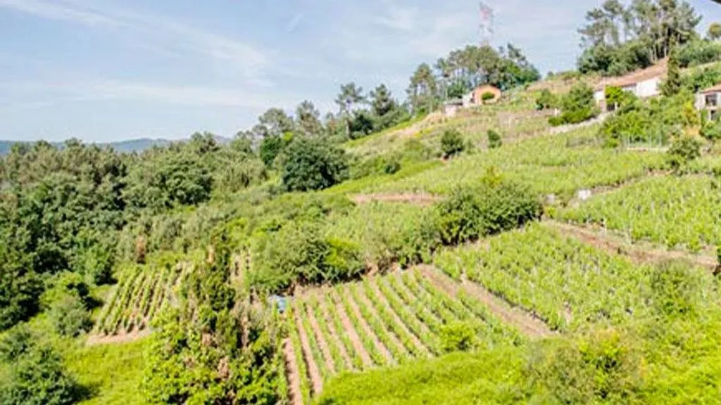 Õhuvaade - Bodega with River View in Castrelo de Miño