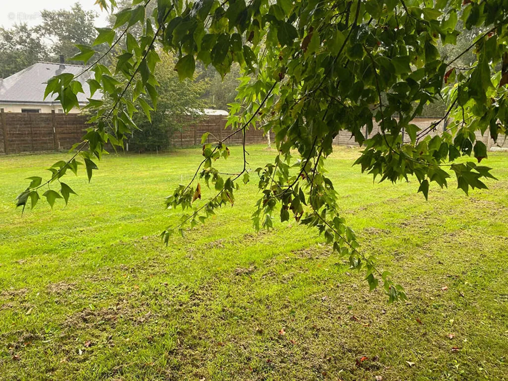 Jardin - Terrain Constructible Arboré à La Trinité-surzur