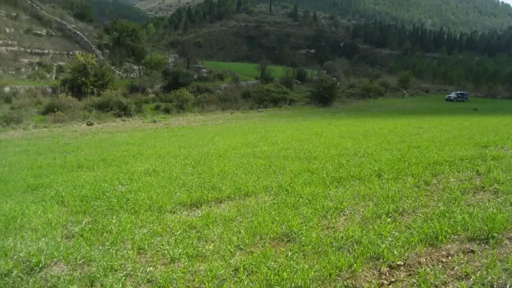 Aed - Traditional Rustico with Extensive Land in Ragusa