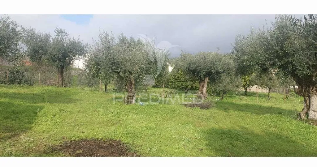 Jardin - Rural Plot with Olive Trees in Lapinha, Praia do Ribatejo