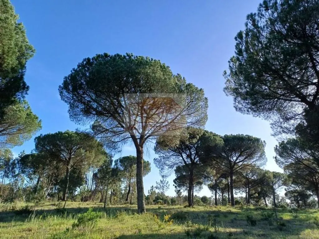 Land with Pine Trees near Grândola