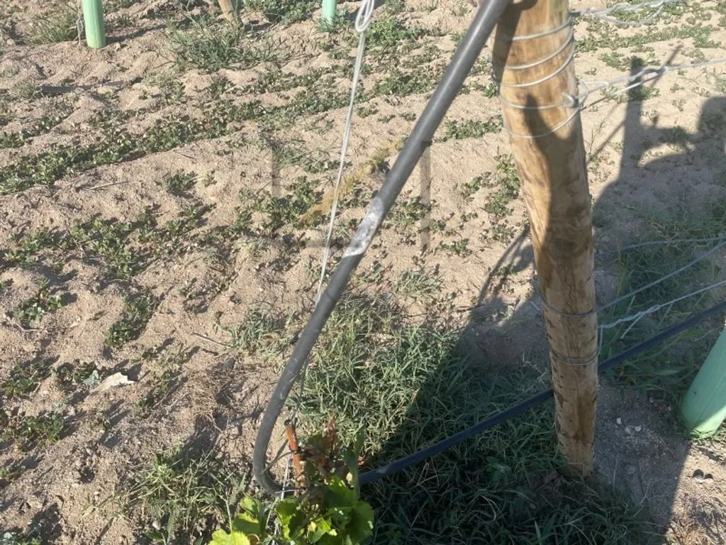 Garden - Vineyard with Production in Palmela