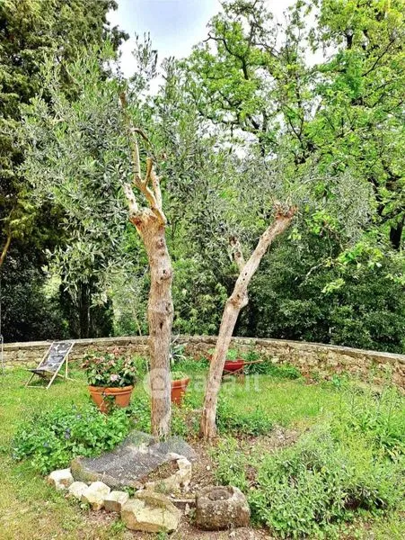 Jardin - Rustic Farmhouse with Olive Grove in Pontassieve
