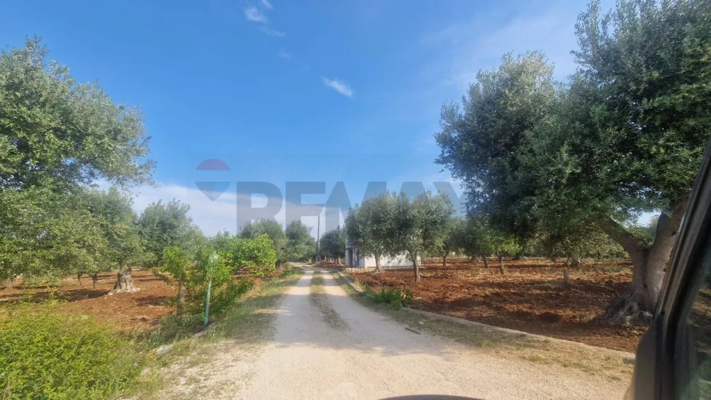 Aed - Rural Building with Olive Grove in Monopoli