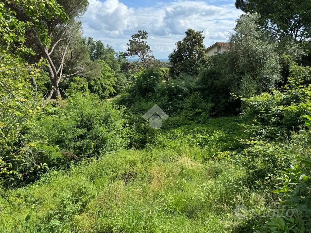 Aed - Rustic House with Olive Grove in Buggiano