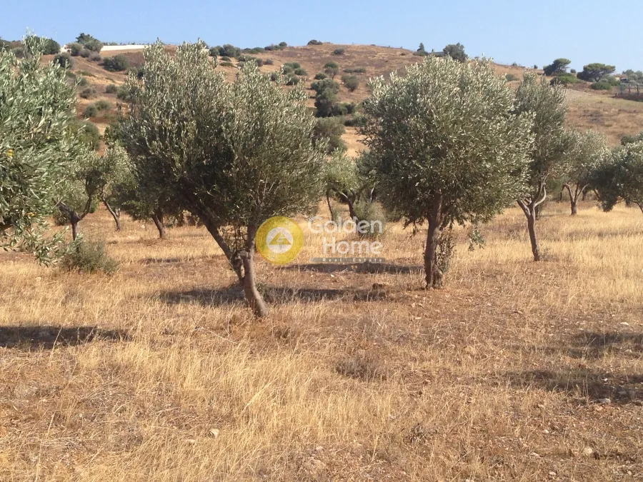 Jardin - Agricultural Plot with Sea View in Eastern Attica