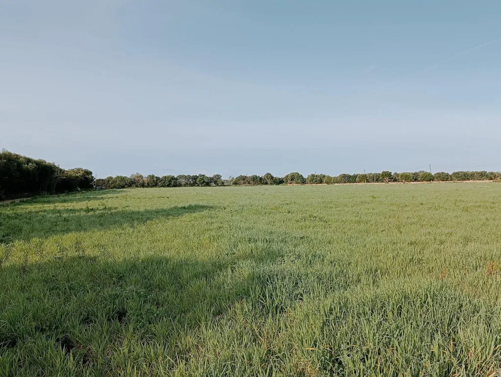 Aed - Land with Villa Project in Campos, Mallorca