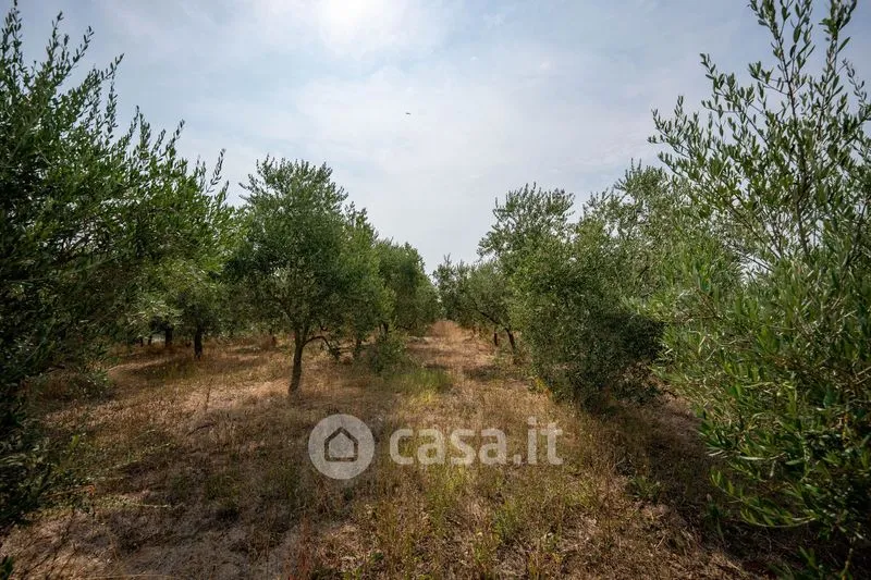 Aed - Rustic Casale with Olive Grove in Occimiano