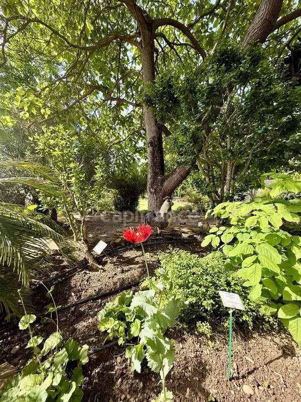 Jardin - Propriété de Caractère avec Parc à Limoux