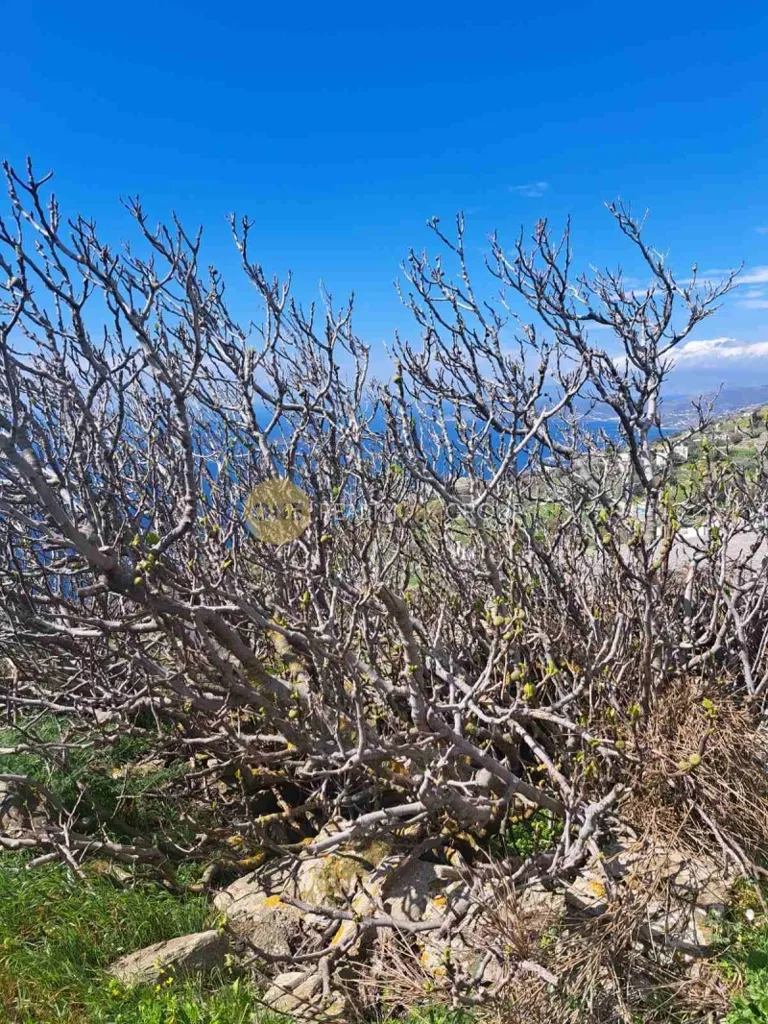 Buildable Plot with Panoramic View in Andros