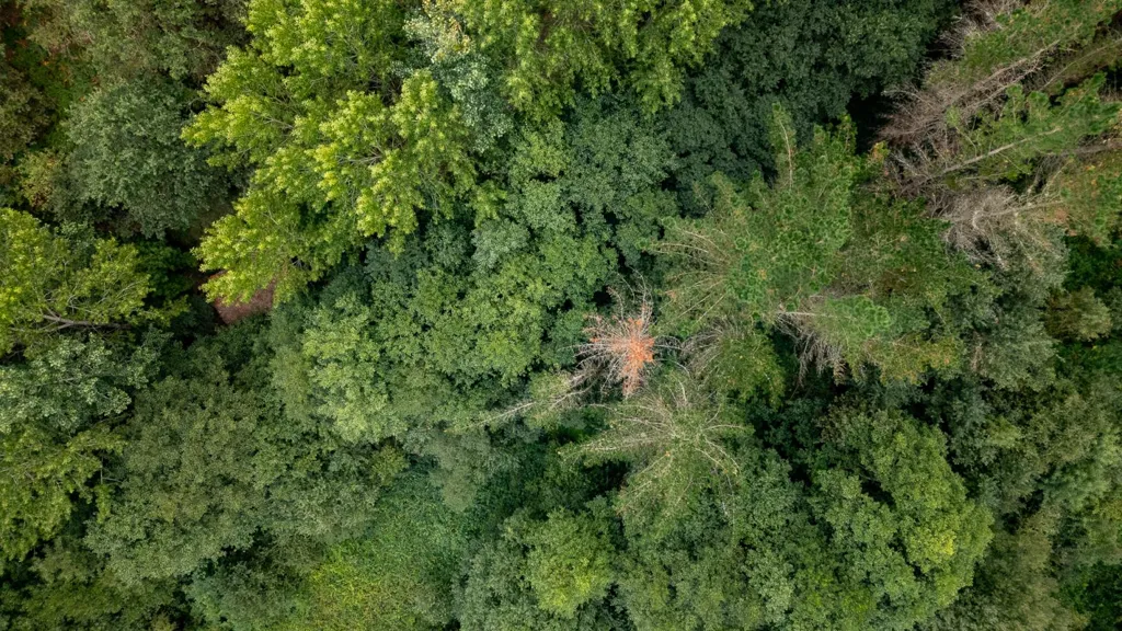 Vista aerea - Restoration Opportunity with Forest in Silleda